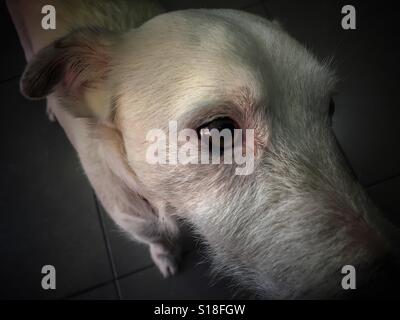 Jack Russell Terrier, Nahaufnahme Stockfoto
