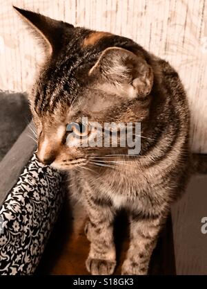 Dies ist Halo, eine schöne ein-Jahr-alte Tabby Kitten, ihre Namen für die gold-Spot auf ihre Krone Stockfoto