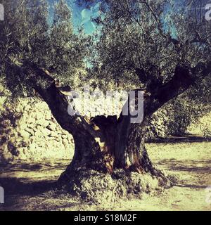 Olivenbaum. Olea europaea Stockfoto