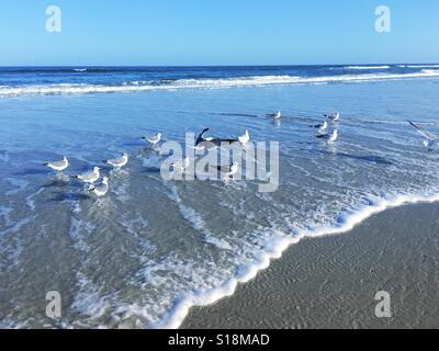 Bonapartes Möwen auf der Küstenlinie in Jacksonville Beach, Florida, USA. Stockfoto