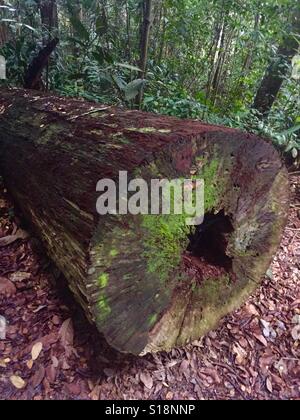 Ein umgestürzter Baum im Wald, Bukit Timah Nature Reserve, Singapur Stockfoto