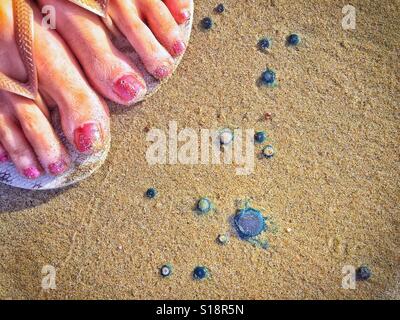 Die Zehen einer Frau die Füße zeigen die Größe der kleinen Porpita Porpita Organismen, die in Nayarit, Mexiko am Strand angespült. Stockfoto