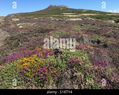 Lila und gelb Wildblumen auf Coast Path an St Davids Head, Pembrokeshire, Wales. Sommer 2016. Stockfoto