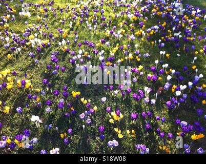 Gelbe, weiße und Violette Krokusse in Frühlingssonne Stockfoto