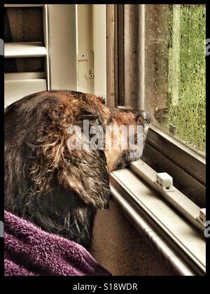 Nassem Hund in eine Decke schaut aus dem Fenster an einem regnerischen Tag Stockfoto