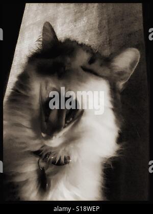 Katze-Vortrag Stockfoto