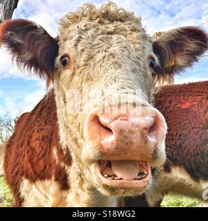 Glücklichen Kuh Stockfoto