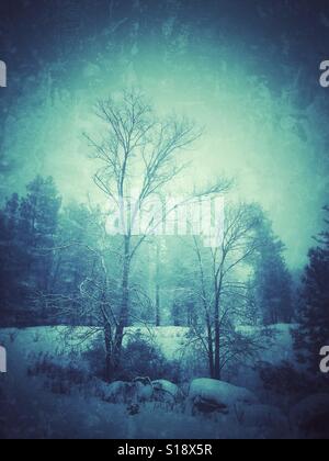 Kalten verschneiten Wintertag im Wald. Stockfoto