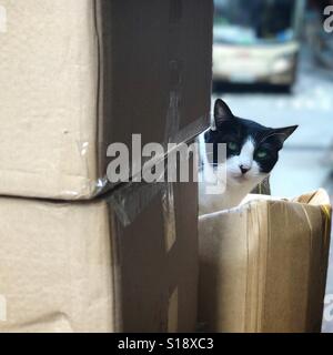 Katze hinter Kartons spähen Stockfoto