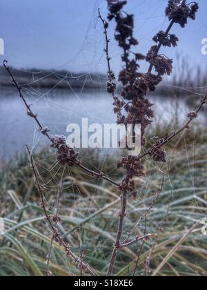 Getrocknete Pflanze bedeckt im Spinnennetz, anschließend an einen See an einem frostigen Tag Stockfoto