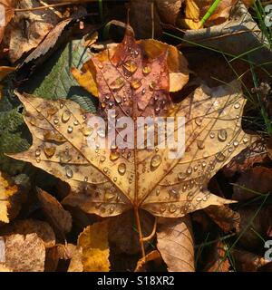 Wassertropfen auf einem Blatt im Herbst. Stockfoto