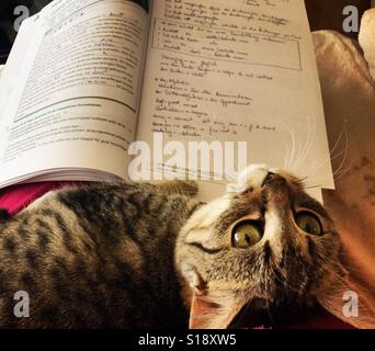 Kleine Katze vor ein offenes Buch. Kitty lesen. Porträt des grauen Kitty mit schwarzen Streifen. Große Augen Kätzchen in die Kamera schaut. Neugierige Katze, die auf der Suche in einem Buch Stockfoto
