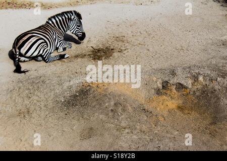 Gestreifte Zebra liegend starrte auf den Boden in der oberen linken Ecke Stockfoto