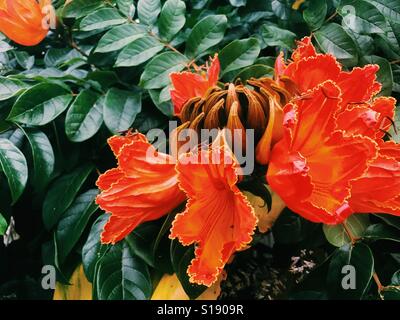 Ein afrikanischer Tulpenbaum in voller Blüte mit großen orangefarbenen Blüten. Stockfoto