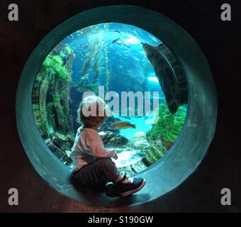 Im aquarium Stockfoto