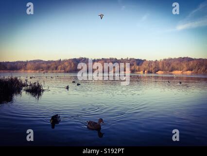 Enten schwimmen auf dem Wasser bei Whitlingham in Norwich, Norfolk Stockfoto