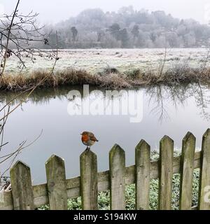 Ein Rotkehlchen thront auf einem Zaun durch den Fluss Wey in Godalming, Surrey. Stockfoto