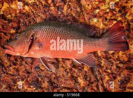 Lutjanus Argentimaculatus, auch bekannt als Mangrove Jack oder Mangroven Red Snapper. Stockfoto