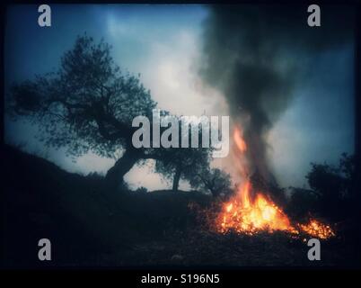 Brennende Olivenzweige während der saisonalen Beschneidung der Olivenbäume, Katalonien, Spanien. Stockfoto