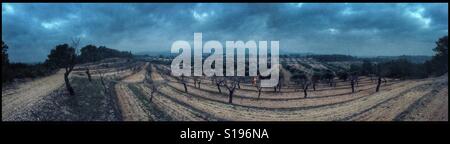 Brennende Olivenzweige während der saisonalen Beschneidung der Olivenbäume, Katalonien, Spanien. Stockfoto