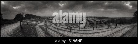 Brennende Olivenzweige während der saisonalen Beschneidung der Olivenbäume, Katalonien, Spanien. Stockfoto