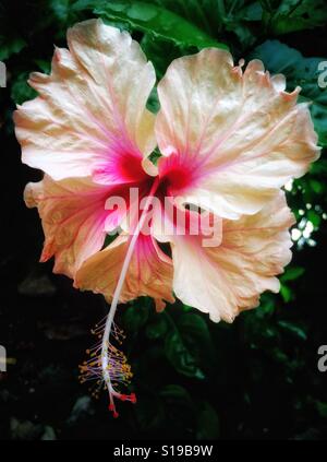 Atemberaubend schöne Pfirsich Hibiskus in voller Blüte Stockfoto