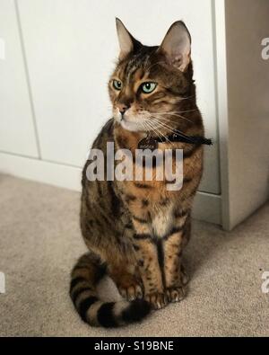 Eine Bengal Rassekatze drinnen entspannen. Stockfoto