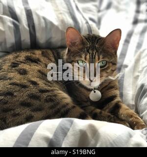Eine Bengal Rassekatze drinnen entspannen. Stockfoto
