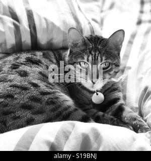 Eine Bengal Rassekatze drinnen entspannen. Stockfoto