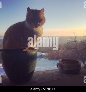 Wenn es passt, sitzt es. Eine Katze in einen Blumentopf. Stockfoto