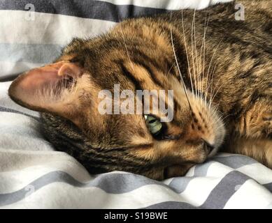 Eine Bengal Rassekatze drinnen entspannen. Stockfoto