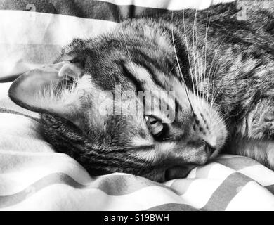 Eine Bengal Rassekatze drinnen entspannen. Stockfoto