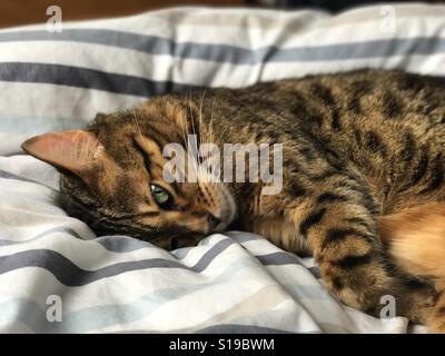 Eine Bengal Rassekatze drinnen entspannen. Stockfoto