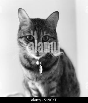 Eine Bengal Rassekatze drinnen entspannen. Stockfoto