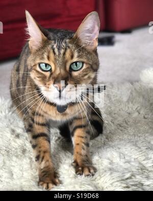 Eine Bengal Rassekatze drinnen entspannen. Stockfoto