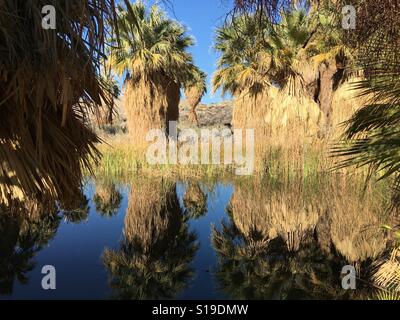 McCallum Grove Teich, Coachella Valley bewahren, Palm Springs, Kalifornien USA Stockfoto