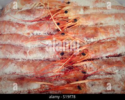Garnelen auf dem Eis zu verkaufen in Fisch und Meeresfrüchten zu speichern Stockfoto