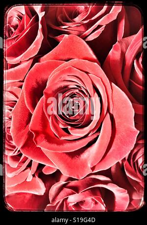 Rote Rosen mit dramatischen Vintage Behandlung im detail Stockfoto