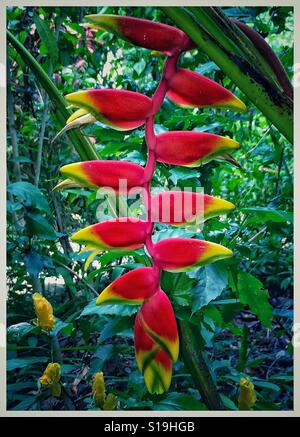 Lebhafte rote und gelbe tropische Pflanze zeichnet sich grünes Blatt Hintergrund, Heliconia Rostrata (hängende Hummer Klaue Heliconia) Stockfoto