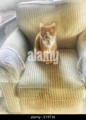 Ingwer Katze sitzen und beobachtete in einem großen Sessel Stockfoto