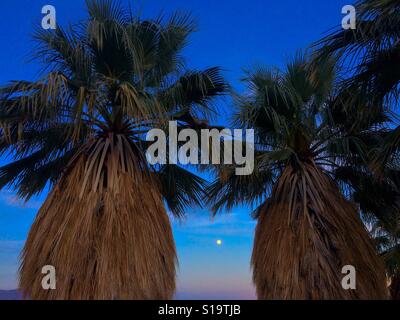 Vollmond und Fan Palmen, Anza Borrego State Park, Kalifornien Stockfoto