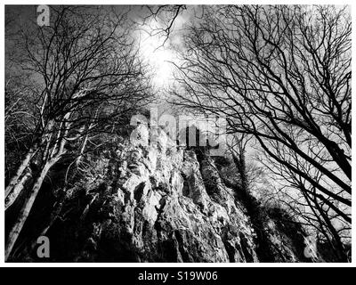 Winterbäume an Liebhaber Spaziergang Matlock Bath Derbyshire Peak District UK Stockfoto