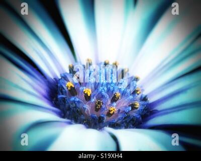 Afrikanischen Kap Daisy in Makro, Osteospermum Stockfoto