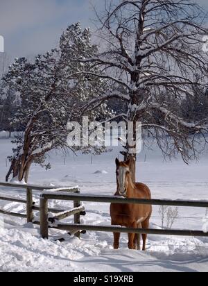 Ein Pferd steht am Zaun einer Weide mit Schnee bedeckt, mit Wacholder, die Suche nach außen an einem Wintertag in Zentral-Oregon. Stockfoto