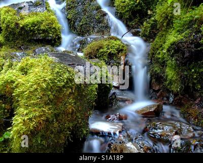 Weich fließende Proxy fällt weg von der alten McKenzie-Autobahn im westlichen Oregons Cascade Mountains durchzogen Moos bedeckt Felsen an einem Herbsttag. Stockfoto