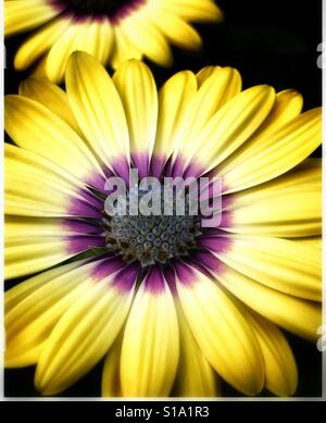 Afrikanischen Kap Daisy schließen sich Osteospermum ecklonis Stockfoto