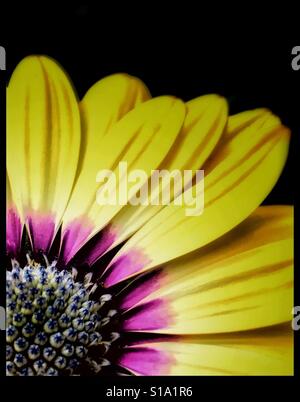 Afrikanischen Kap Daisy schließen sich Osteospermum ecklonis Stockfoto