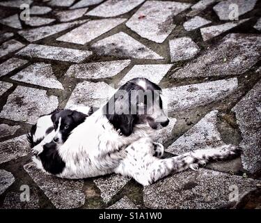 Mama-Hund mit ihrem Hund Stockfoto