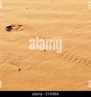 Skarabäus-Käfer machen Spuren in der Sahara Stockfoto