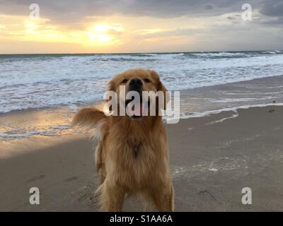 Glücklich Golden Retriever Hund am Strand Stockfoto